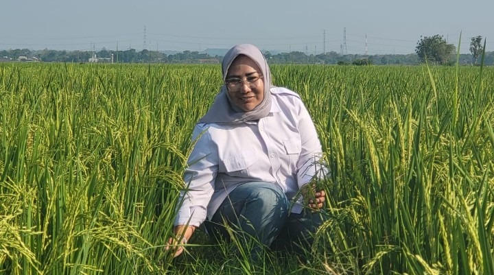 Peran Teknologi dalam Meningkatkan Efisiensi Ekonomi Sawah